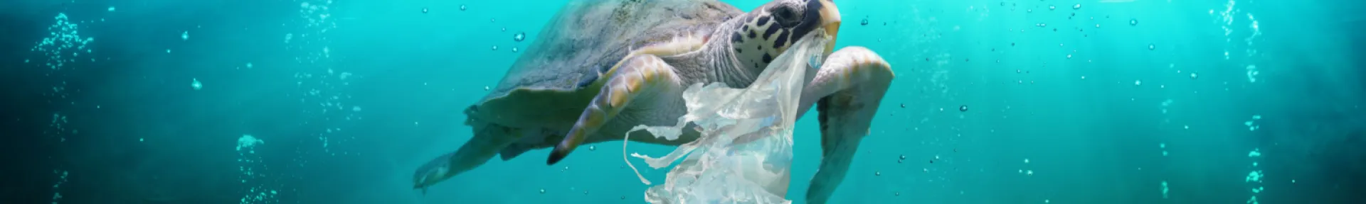 Marine turtle in an ocean polluted by litter